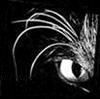 Аватар для Черный Кот
